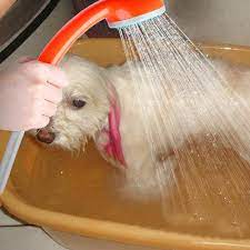 Easy to connect, effectively help to save water. Handhold Pet Shower Head Sprayer Washer Dogs Bath Water Spray Hand Held Bathroom Pet Tub Sprayer Indoor Outdoor Use Buy Pet Shower Electric Water Sprayer Portable Water Sprayer Product On Alibaba Com