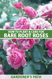 The old roses are great survivors, and are, unsurprisingly, extremely tough and hardy, particularly the gallicas, which will even grow in poor gravelly soil if required. How To Plant And Care For Bare Root Roses Gardener S Path