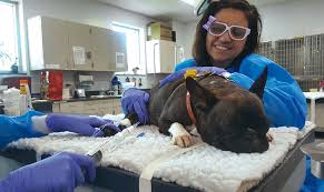 She is currently on prednisone and tramadol. Canine Multicentric Lymphoma An Overview Today S Veterinary Nurse