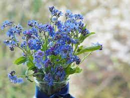 Wandering jew is highly toxic to cats and dogs. Forget Me Not Flowers Types How To Grow And Care For Beginners Florgeous