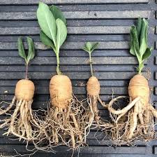 Image result for Dioscorea schimperiana