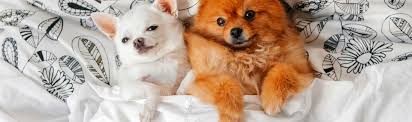 If you own a pet sitting business or are sitting for other companies as an independent contractor, providing care and keeping pets safe is. Low Cost Pet Sitting Dog Walking Insurance Ts Uk