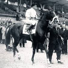 Sicambre Horses Sport Horse Horse Pictures