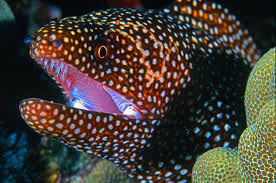 White Mouth Moray Eel Sea Creatures Sea And Ocean Underwater Creatures