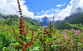 Here is what you can expect during these months: Things To Know About Valley Of Flowers Trek The Valley Of Flowers