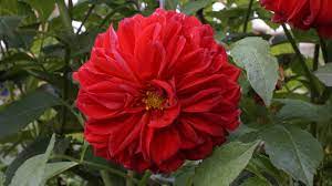 Beberapa Bunga Yang Sempat Saya Abadikan Di Taman Bunga Malino Highland Location Malino Highland Malino Makassar South Of Sulawesi Indonesia Taman Bunga