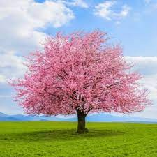 There are several characteristics differentiating the many cherry tree varieties. Cherry Blossom Tree Facts Facts Just For Kids