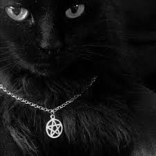 Kinney Messing With One Of Jane S Cats Haha Cat Aesthetic Black Cat Aesthetic Cats