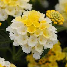 National Plant Network 2 5 In Yellow Bloom Lucky Lemon Glow Lantana Plant 3 Piece Hd1045 The Home Depot Lantana Plant Plants Lantana