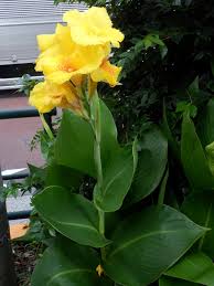 Image result for Cannaceae