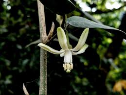 Image result for Rhynchosia tricuspidata