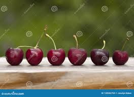 Ripe Red Cherries with Stems Lined Up in a Row after Harvest Stock Photo 