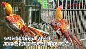 Silahkan bagi sahabat #ternakayam semuanya yang ingin. Mengetahui Jenis Ayam Bangkok Ekor Lidi Halaman All Kompasiana Com
