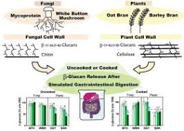 Fungal cell wall is composed of chitin {a fibrous matrix components consisting of polysaccharides}, acetylglucosamine polymers unlike those of plants and oomycetes, fungal cell walls do not contain cellulose. B Glucan Release From Fungal And Plant Cell Walls After Simulated Gastrointestinal Digestion Sciencedirect