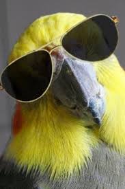 Funny Birds Funniest Family Moments Video Funny Bird Pictures Funny Birds Bird Pictures