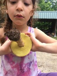 Two-colored Bolete found behind my workplace in Franklin, NH. yes it's  edible.