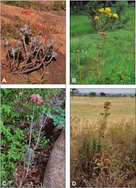 Image result for Kalanchoe lateritia