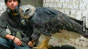 We did not find results for: I See Your German Imperial Eagle And Your Philippine Eagle And I Raise You A Harpy Eagle From South America My Favorite Bird Btw 9gag