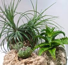 You can use a commercial succulent soil mix and be confident that is an acceptable choice. Grow Succulents And Bromeliads On Hypertufa