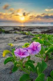 More obstacles placed in the water to challenge them in their landings are still. 71 Beach Flowers Ideas Beach Flowers Flowers Beach