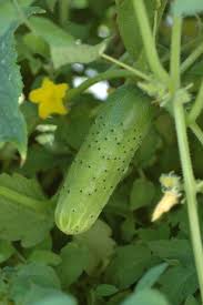 While cucumbers are easy to grow vertically, there are just three things you'll need to do differently to grow cucumbers up instead of out. Cucumbers