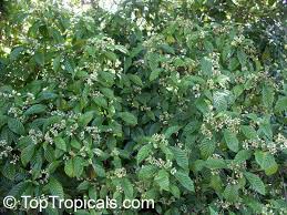 Image result for Psychotria ceratoloba