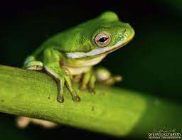 American Green Tree Frog Hyla Cinerea Austin Tx Http En Wikipedia Org Wiki American Green Tree Frog American Green Tree Frog American Green Tree Frogs