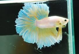 Beautiful Betta Blue And Yellow Betta Fish Betta Pet Fish