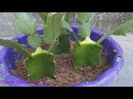 How To Plant A Strange And Beautiful Christmas Cactus Simple And Easy At Home Youtube In 2020 Christmas Cactus Beautiful Christmas Cactus