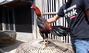 Ayam pukul mati, pukul saraf, pukul ko ciri ayam pukul saraf #kelebihan ayam sisik ubed biasanya memiliki pukulan yg akurat tepat sasaran apalagi jiga jalu ayam. Ayam Bangkok Garuda Ayampetarung Com