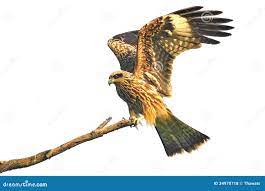 Black kite stock photo. Image of fighter, birds, migrans - 34970718