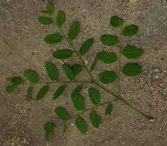 Image result for Burkea africana