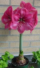 Buds begin to appear in about a month to 6 weeks, and your amaryllis will bloom 7 to 10 weeks after planting. Can My Amaryllis Bloom Again Uconnladybug S Blog