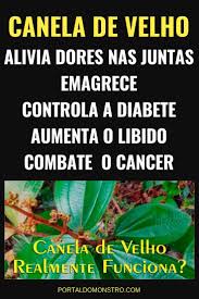 Para Que Serve O Remédio Canela De Velho Canela De Velho Para Que Serve A Planta Que Alivia Dores Canela De Velho Canela Beneficios Chas Medicinais
