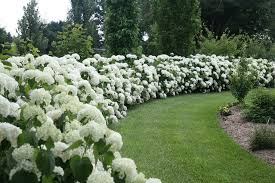 Incredible Beauty When Used To Form A Hedge Or Privacy Wall Incrediball Hydrangea Provenwinners Sadovye Idei Idei Ozeleneniya Ozelenenie