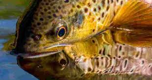 trout facts wild trout trust