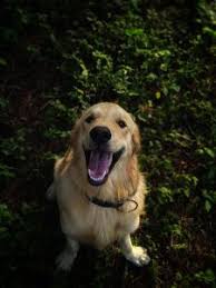 Thank you to everyone who asked about them. 5 Best Golden Retriever Rescues In Michigan 2021 We Love Doodles