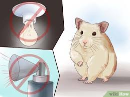 Happy hamster computers address, phone and customer reviews. 4 Ways To Keep Your Hamster Happy Wikihow Pet