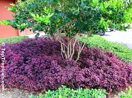 We adore alternanthera for its colorful foliage and its versatility! Alternanthera Dentata Joseph S Coat Calico Plant Copperleaf Bloodleaf Joyweed Parrot Leaf Toptropicals Com