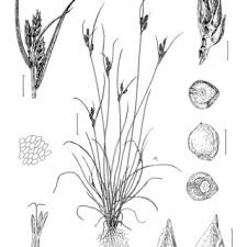 Image result for Pycreus muricatus