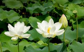 It is the aquatic plant under the family of nelumbonaceae. The National Flower Of Vietnam