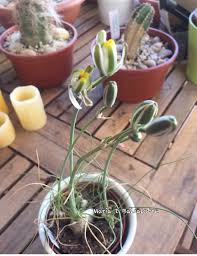 Image result for Albuca setosa