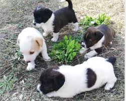 Ci sono 933 offerte di cuccioli di cani taglia piccola in regalo da allevamenti, negozi, canili, privati, fra le quali trovare quella ideale per te. Pin Su Annunci Animali