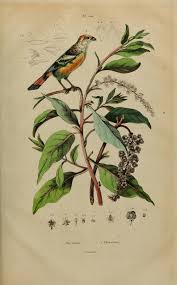 Image result for Phytolacca dodecandra