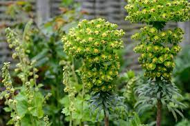 The flower that blooms in adversity is the rarest and most beautiful of all. these flowers begin to bloom between 10 to 11 pm and continue doing so for the next two hours. Five Perennials For April Flowers Bbc Gardeners World Magazine