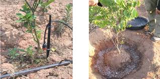 The belief about the use of hedge apples for insect control is widespread and. Pdf Drip Irrigation To Increase Hedgerow Fruit Trees Growth Of Alley Cropping In Highland Rainfed Agricultural System Semantic Scholar