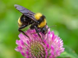 Bees are very important to the ecosystem, but unfortunately, when there is a beehive in or around your home, it poses a danger to you and your family. Ground And Wood Nesting Bees Learn To Identify Common Backyard Species Gardener S Path