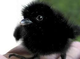 Birds That Don T Fly 94 Baby Crow Baby Crows Animals Beautiful Cute Animals