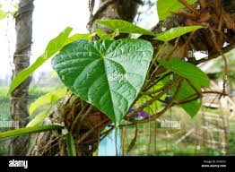 Image result for Tinospora