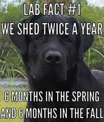 Pin By Mary Kate Sharpton On Labs For Life Labrador Retriever Labrador Retriever Dog Lab Puppies